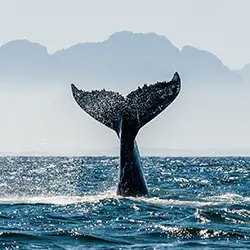 Whale