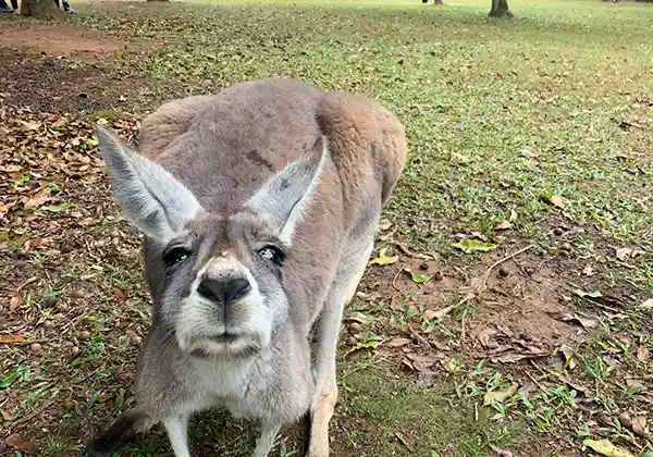 kangaroo