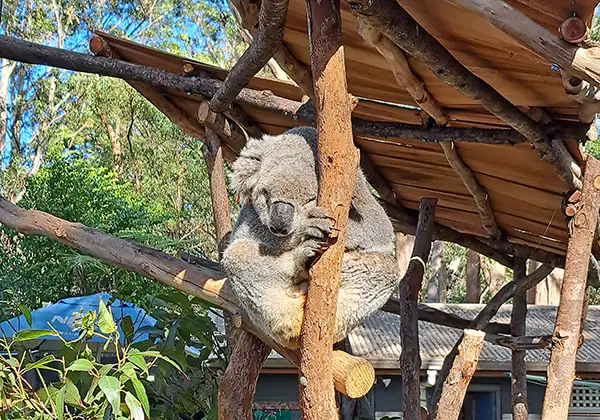 Koala