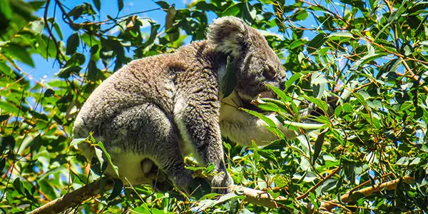 Noosa