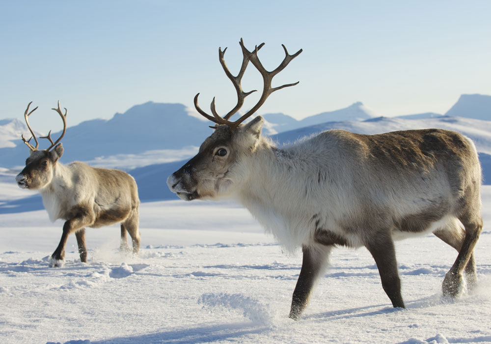 Rentiere - ruf Rundreise Finnland Mit etwas Glück siehst du auch Rentiere.
