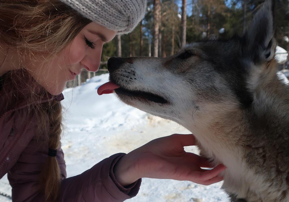 Huskys - ruf Rundreise Finnland Die Schlittenhundtour – Ein Highlight deiner Reise!