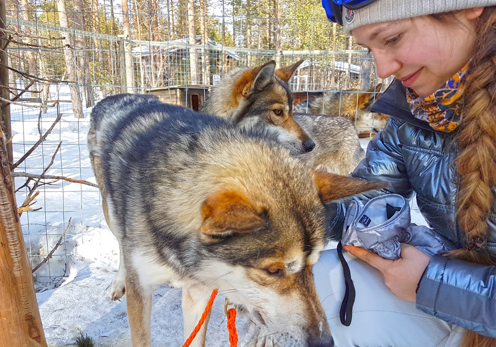 Schlittenhundtour - ruf Rundreise Finnland Die Schlittenhundtour – Ein Highlight deiner Reise!