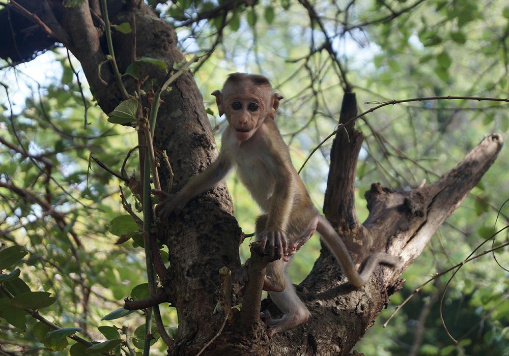 Rundreise Sri Lanka - Äffchen Oft wirst du heimlich beobachtet …
