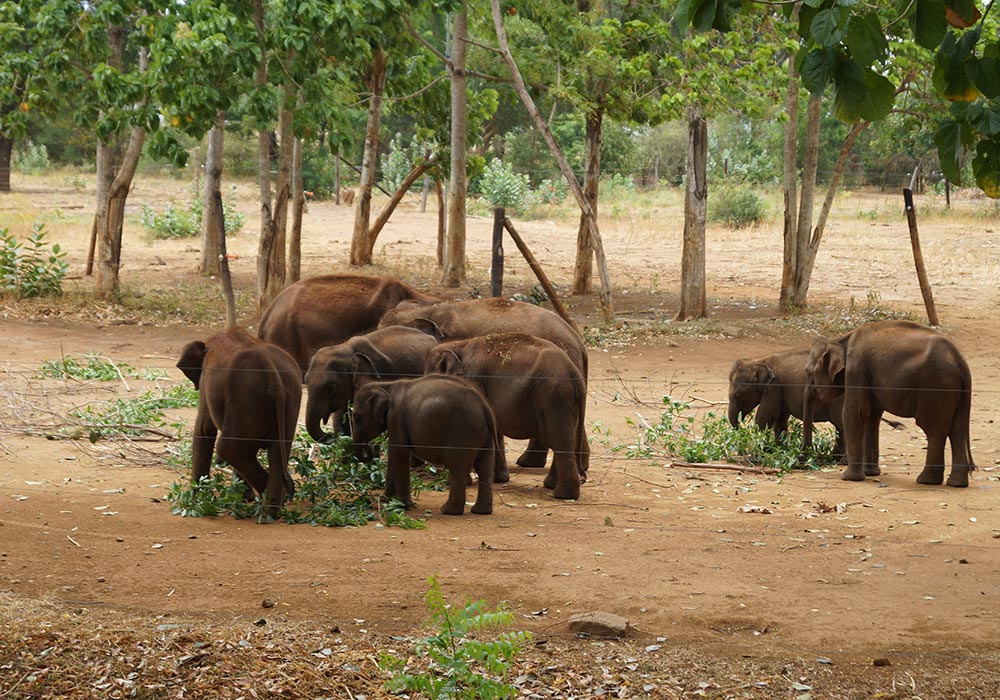 Sri Lanka - Waisenhaus Wir besuchen auch ein Elefanten-Waisenhaus.