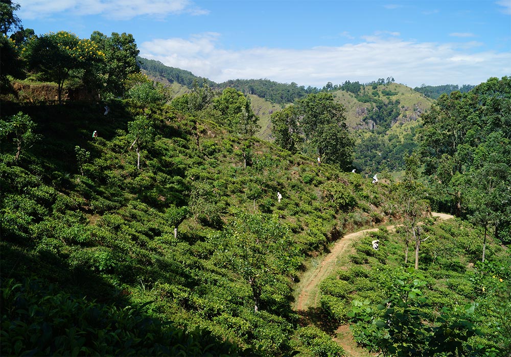 Rundreise Sri Lanka - Teeplantage So sieht eine Teeplantage aus.