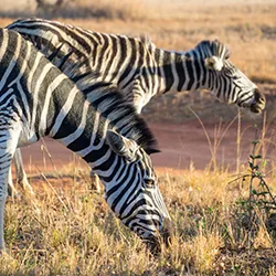 Safari