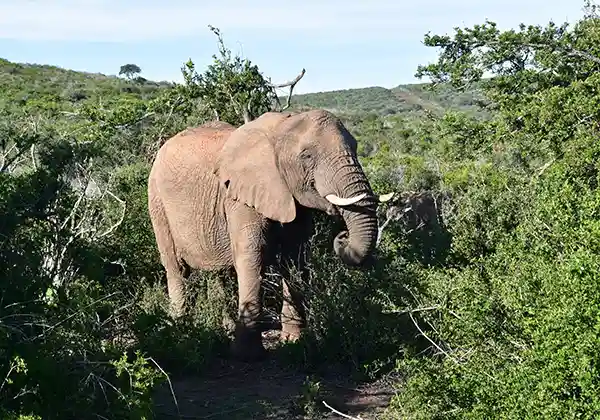 Elefant, Safari