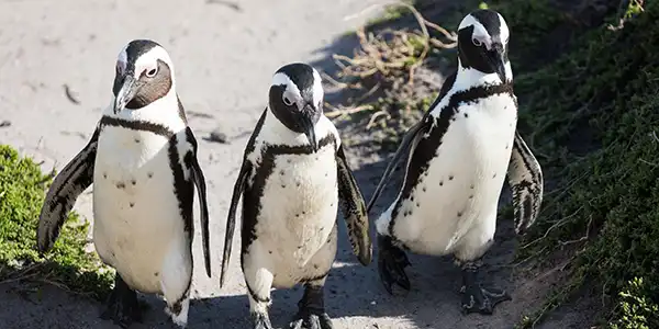 Pinguin