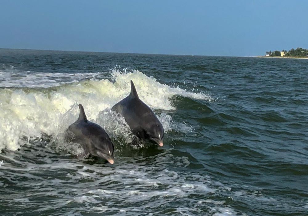 Rundreise Florida - Delfine Mit etwas Glück siehst du Delfine vor Sanibel Island!