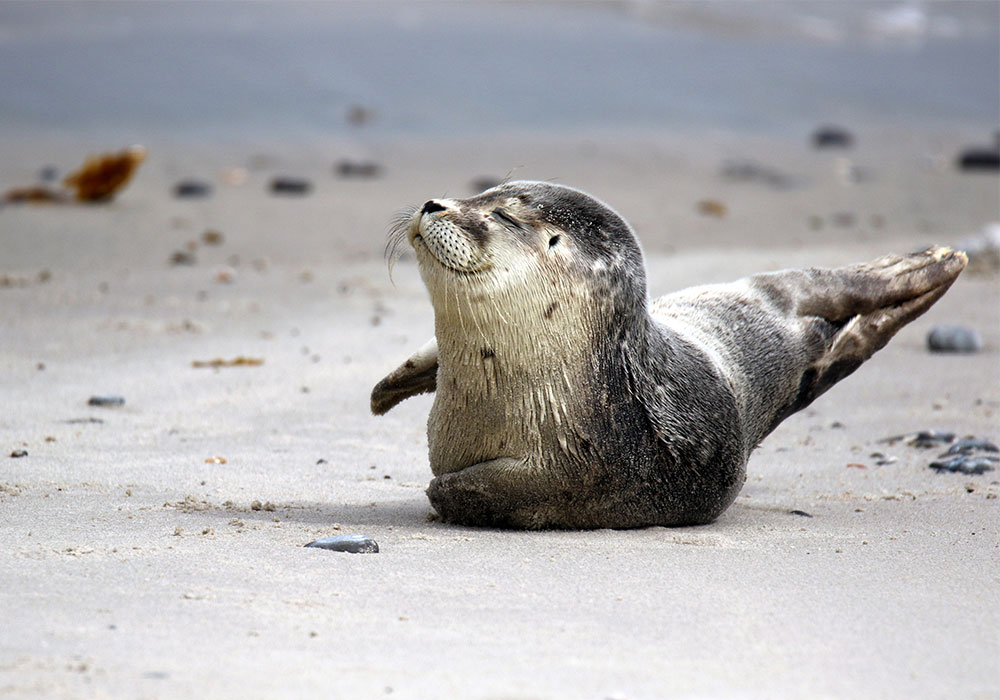 Robbe St. Peter-Ording Hier kannst du Seehunde beobachten.