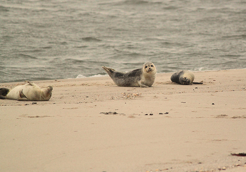 seehund Mit etwas Glück kannst du auf Sylt Seehunde entdecken.