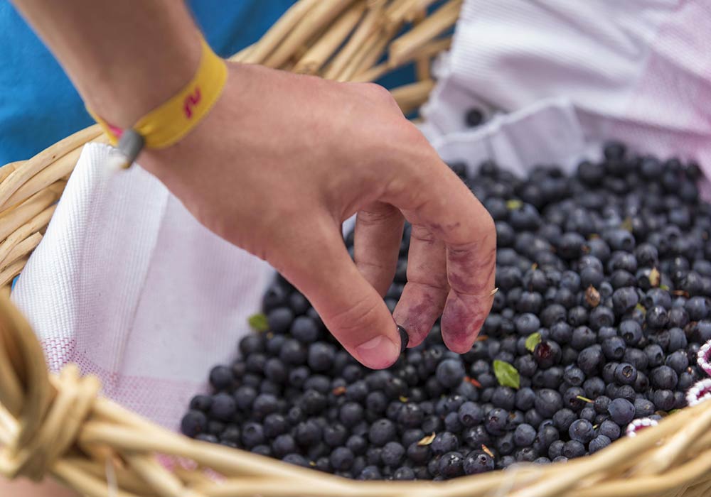 Skagersbrunn- Blaubeeren In den Wäldern kannst du Blaubeeren sammeln und essen