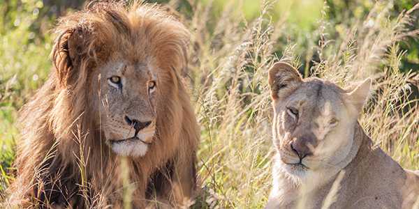Schotia-Nature-Reserve – Big-5-Safari Schotia-Nature-Reserve – Big-5-Safari